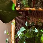 Heidi Beal - @heidizplantz - Instagram
