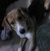 Heidi Beal Roumaine - Facebook