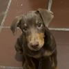 Heidi - @heidi.doberman - TikTok