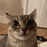 Heidi Bernier - @_heidiaries___ - Instagram