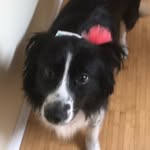Heidi Jones - @heidi_jones_bones - Instagram