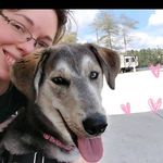 Heidi Buckner - @heidi_thegolberian - Instagram