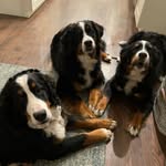 Allie, Heidi, Chewy - @allie_heidi_chewy_bmd - Instagram