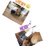 @heidi_chewy - Instagram