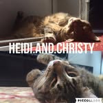 Heidi & Christy🐈 - @heidi.and.christy - Instagram