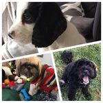 Heidi 🐾 Cody 🐾 Otto 🐾 - @pupswaggingtails - Instagram