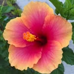 Heidi Cooke - @tropicaloasisoils - Instagram