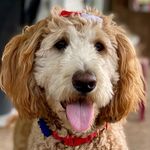 Heidi Cooley - @katethegoldendoodlegirl - Instagram