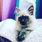 Heidi - @heidi_couture - Instagram