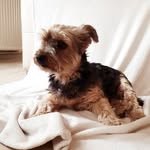 heidi Dewitte - @heidi_dewitte_ - Instagram