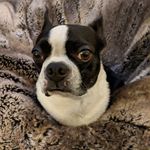 Heidi Dowd Martinez - @lucy.the.bostonterrier - Instagram