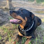 Heidi Engle - @heidi.dog.insta - Instagram
