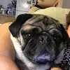 Heidi Everett - @l0v31ngpugs4v3r - TikTok