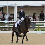 Heidi Fellows Dressage - @heidifellowsdressage - Instagram