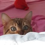 Heidi Forrest - @4shibazoo - Instagram