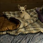 Heidi Parsons Forrest - @tinkerb_68 - Instagram