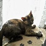 Heidi Garrison - @katsmiau - Instagram