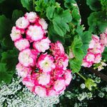Heidi Gasser - @_heidigasser_ - Instagram
