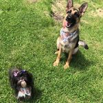 Heidi And Ginnie Mae 🐾 - @heidiandginnie - Instagram