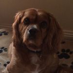 Heidi Ginn - @heidi_charlie123 - Instagram