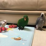 Parrot family’s - @marco.ginny.heidi.lafie.solar - Instagram