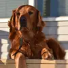 Heidi Rose (Glick) - @heidijo2000 - TikTok
