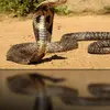 heidi goetz - @dragon3636999 - TikTok