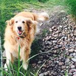 нeιdι тнe golden☀️💟 - @heidi.golden.paws - Instagram