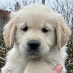 Heidi | Golden Retriever - @heidihuter - Instagram