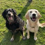 Heidi & Max 🐾 - @heidi.goldengirl - Instagram