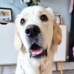 Heidi Golden Girl 🧡💜 - @goldenretriever_heidi - Instagram