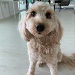 Heidi✨ - @heidi_golden_doodle - Instagram