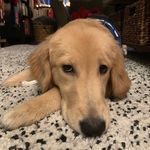 Heidi - @heidi_the_golden_puppy - Instagram