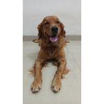 HEIDI • The Golden Retriever • - @_goldenheidi - Instagram
