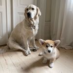 Heidi och Arthur - @heidi_golden_arthur_corgi - Instagram