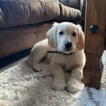 heidi the golden 🐶🐾 - @thegolden.heidi - Instagram