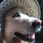 Heidi_The_White_Golden_Girl - @heidi_the_white_golden_girl - Instagram
