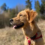 Our-Heidi from Duckjack - @heidi_golden_retriever_lady - Instagram