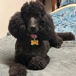 Heidi Goodwin - @heidiegoodwin - Instagram