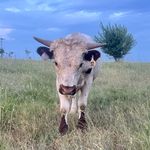 Heidi Gott - @youaintnorancherswife - Instagram