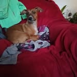 Heidi Gottschling - @heidigottschling - Instagram