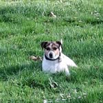 Heidi Gruber - @welpen13 - Instagram