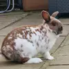 Heidi - @heidihardy1255 - TikTok