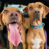 hazel + heidi = 💗 - @hazelandheidi - TikTok