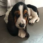Hazel Heidi - @hazelnheidi_bassets - Instagram