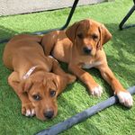 Heidi and Hazel - @heidinhazel - Instagram