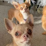 Heidi and Hazel - @baf_heidi_hazel - Instagram