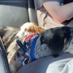 Heidi, Hazel & Orbit - @theweeniesandorbit - Instagram