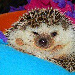 Heidi, Hazel and there mama - @hedgehogs_heidi_and_hazel - Instagram