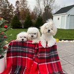 Hefner&Heidi&Herman - @honeyhefner - Instagram